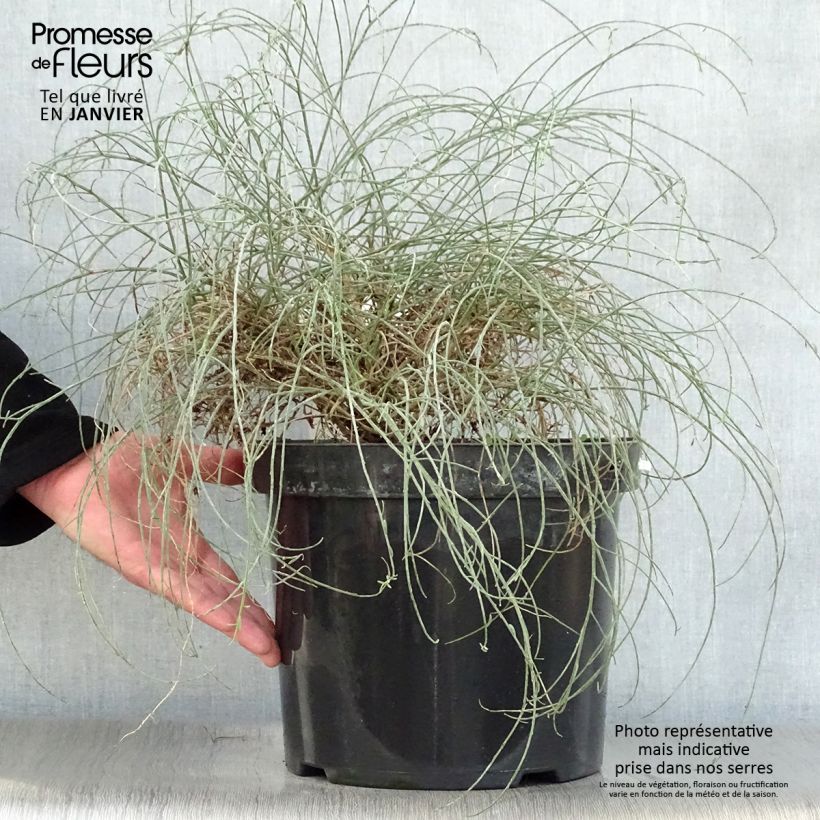 Exemplar von Stein-Ginster - Genista lydia Topf mit 7,5L/10L wie im Winter geliefert