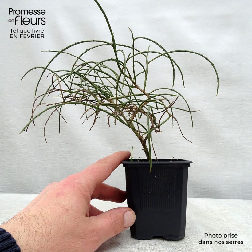 Exemplar von Stein-Ginster - Genista lydia Kleine Töpfe von 8/9 cm wie im Winter geliefert