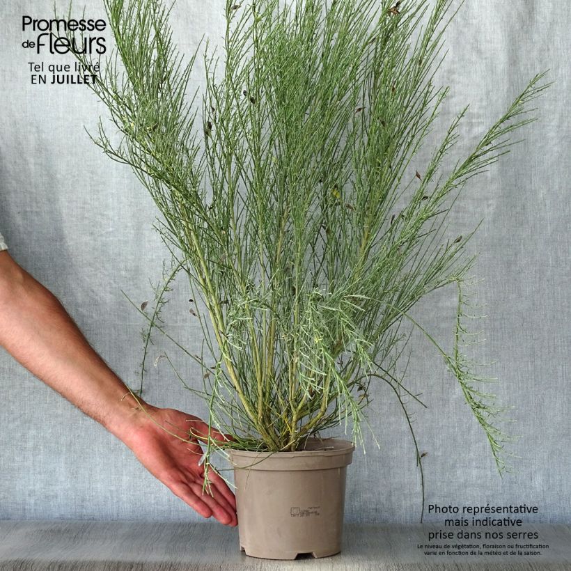 Exemplar von Elfenbeinginster Allgold - Cytisus praecox Topf mit 2L/3L wie im Sommer geliefert