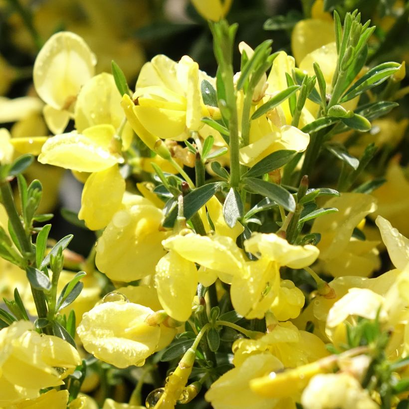 Elfenbeinginster Allgold - Cytisus praecox (Blüte)