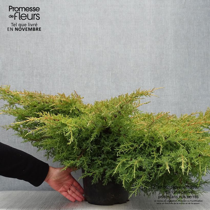 Exemplar von Juniperus pfitzeriana Goldkissen Topf mit 7,5L/10L wie im Herbst geliefert