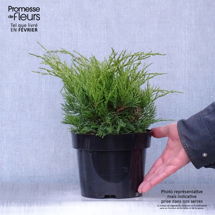 Exemplar von Juniperus pfitzeriana Old Gold Topf mit 2L/3L wie im Winter geliefert