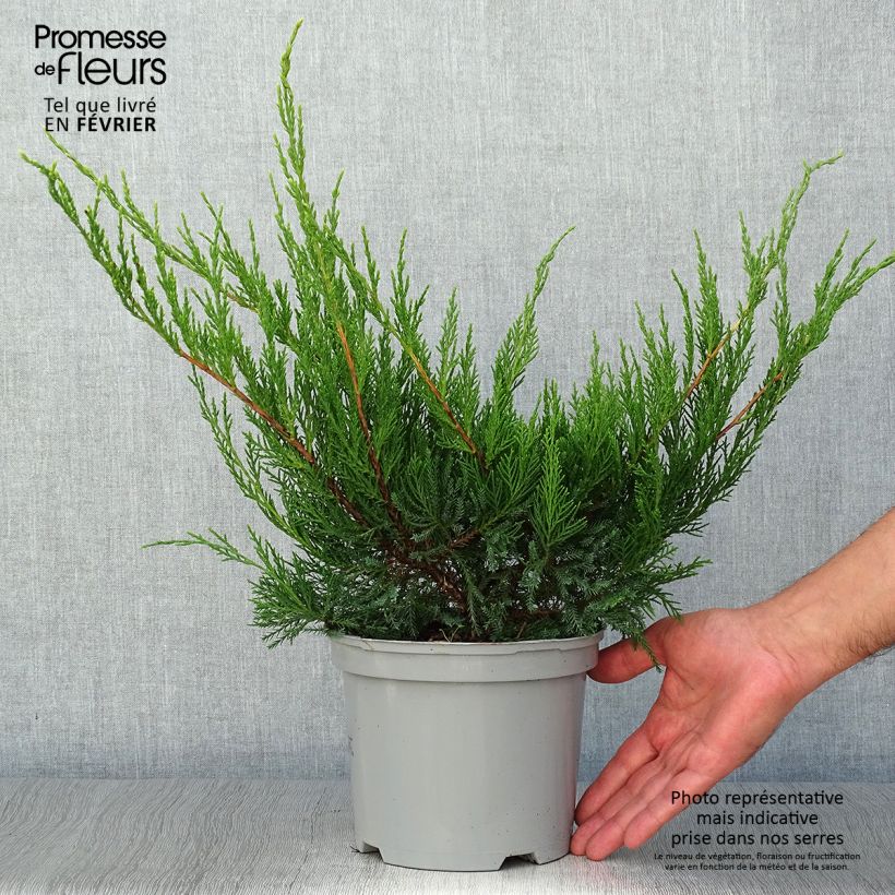Exemplar von Juniperus media Mint Julep Topf mit 2L/3L wie im Herbst geliefert