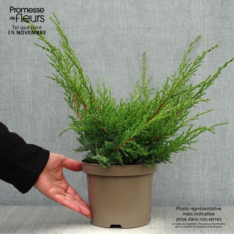 Exemplar von Juniperus media Pfitzeriana Aurea Topf mit 2L/3L wie im Herbst geliefert