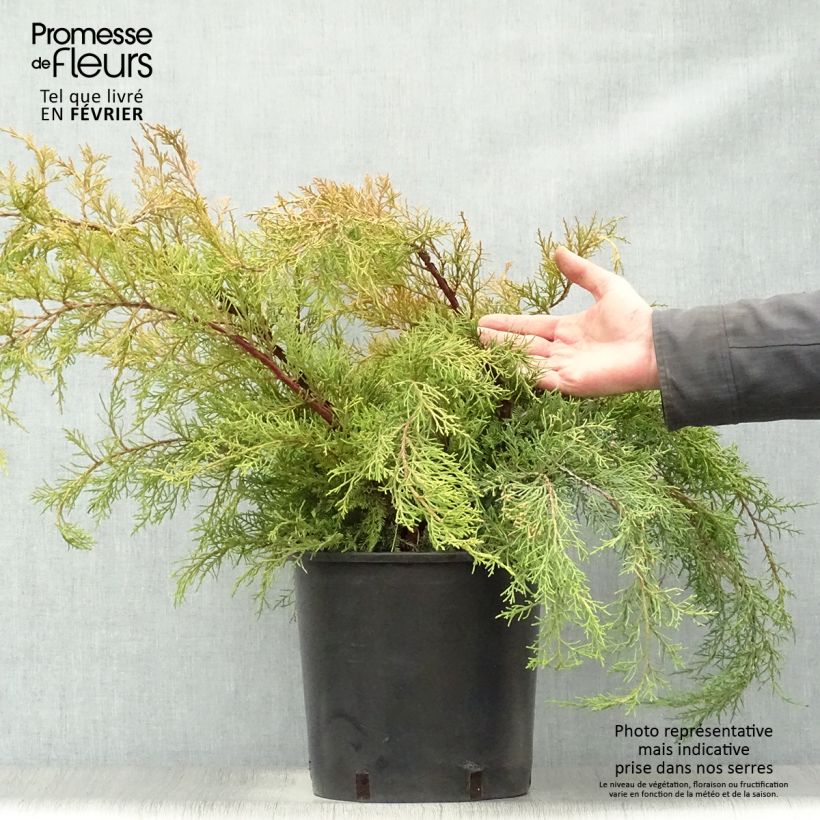 Exemplar von Juniperus media Pfitzeriana Aurea Topf mit 7,5L/10L wie im Winter geliefert