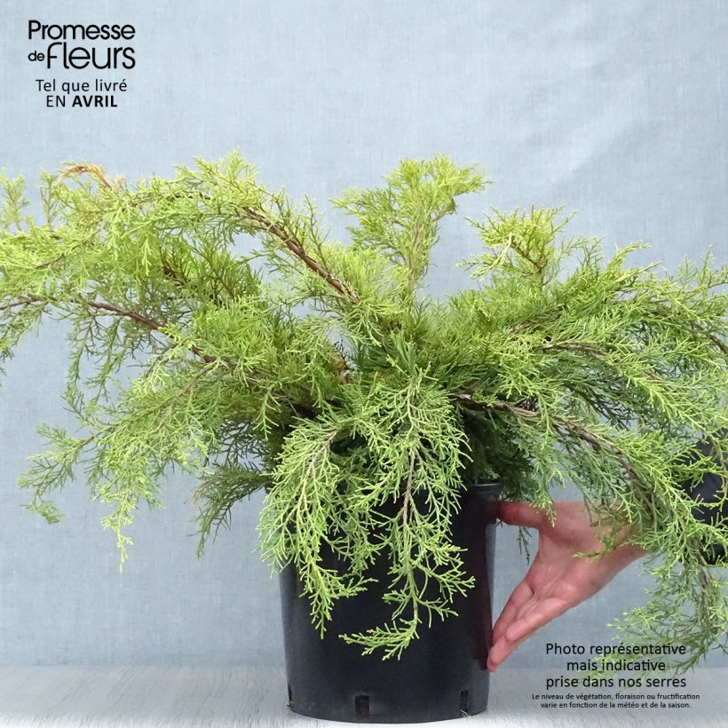 Exemplar von Juniperus media Pfitzeriana Aurea Topf mit 7,5L/10L wie im Frühjahr geliefert