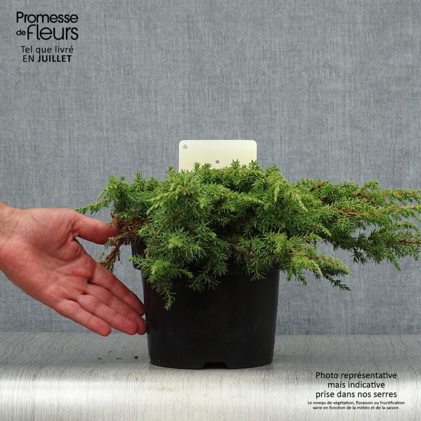 Exemplar von Juniperus communis Green Carpet Topf mit 2L/3L wie im Sommer geliefert