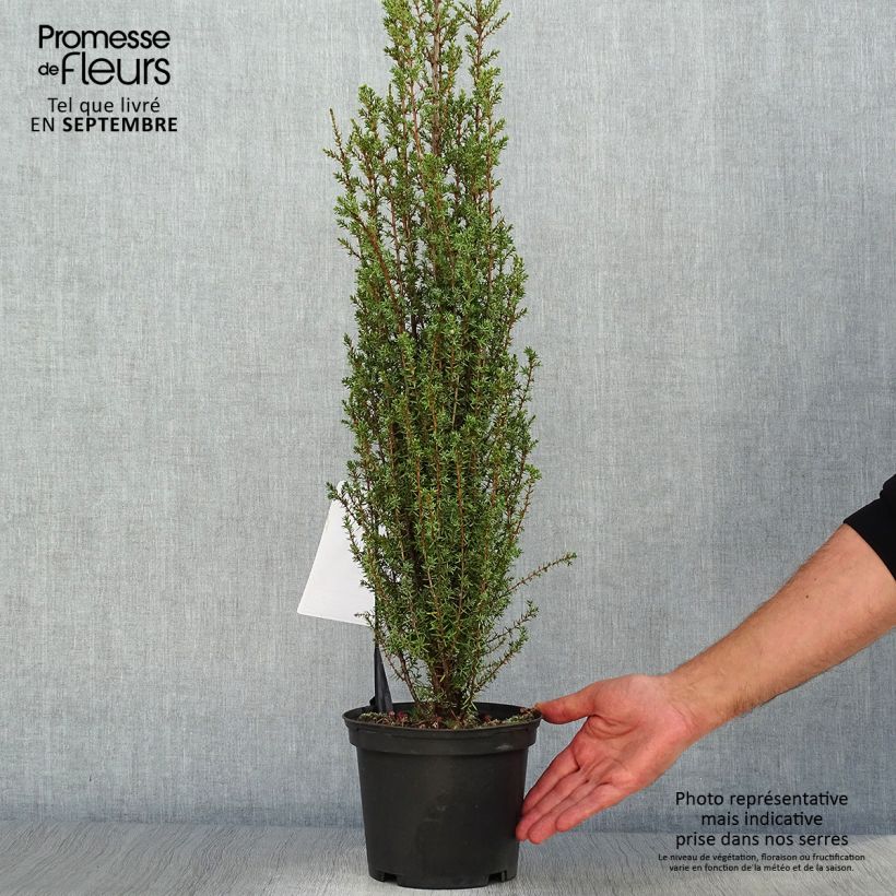 Exemplar von Juniperus communis Sentinel Topf mit 3L/4L wie im Herbst geliefert