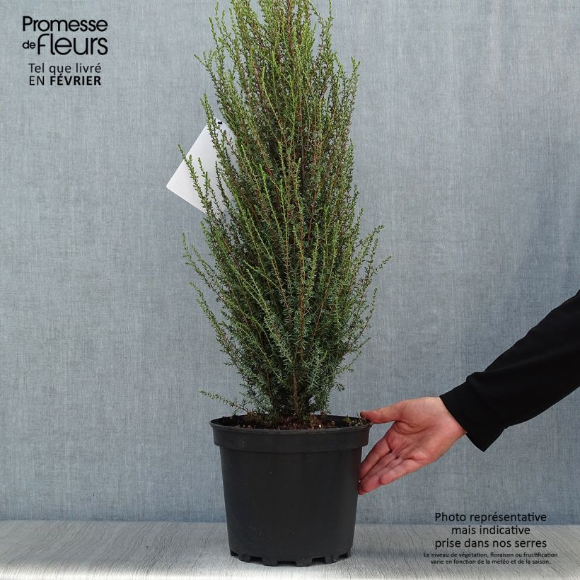 Exemplar von Juniperus communis Sentinel Topf mit 7,5L/10L wie im Herbst geliefert