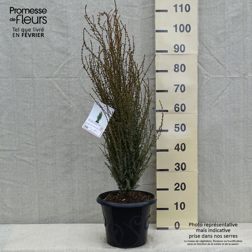 Exemplar von Juniperus communis Sentinel Topf mit 7,5L/10L wie im Winter geliefert