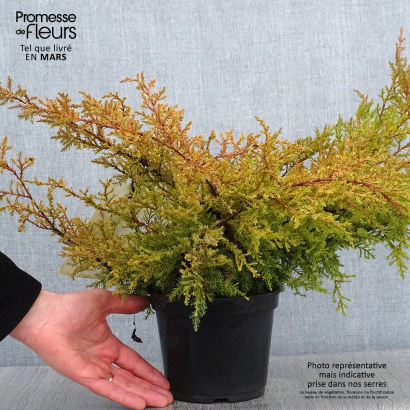 Exemplar von Juniperus pfitzeriana Compacta Topf mit 2L/3L wie im Winter geliefert