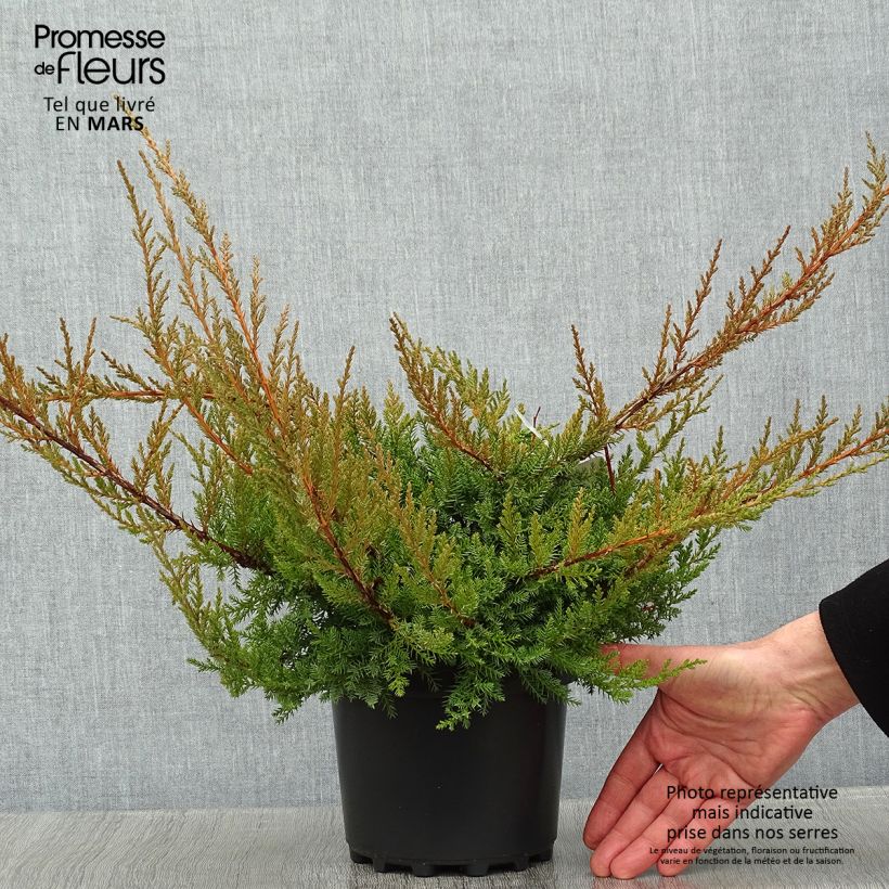 Exemplar von Juniperus media Pfitzeriana Topf mit 2L/3L wie im Winter geliefert