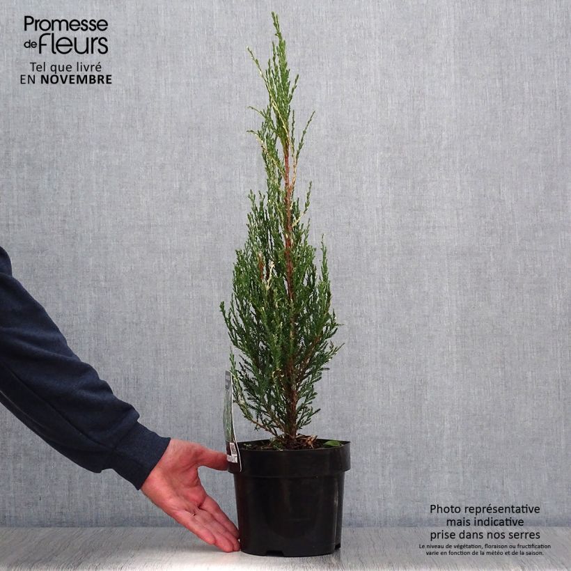 Exemplar von Juniperus scopulorum Blue Ivory Topf mit 2L/3L wie im Herbst geliefert