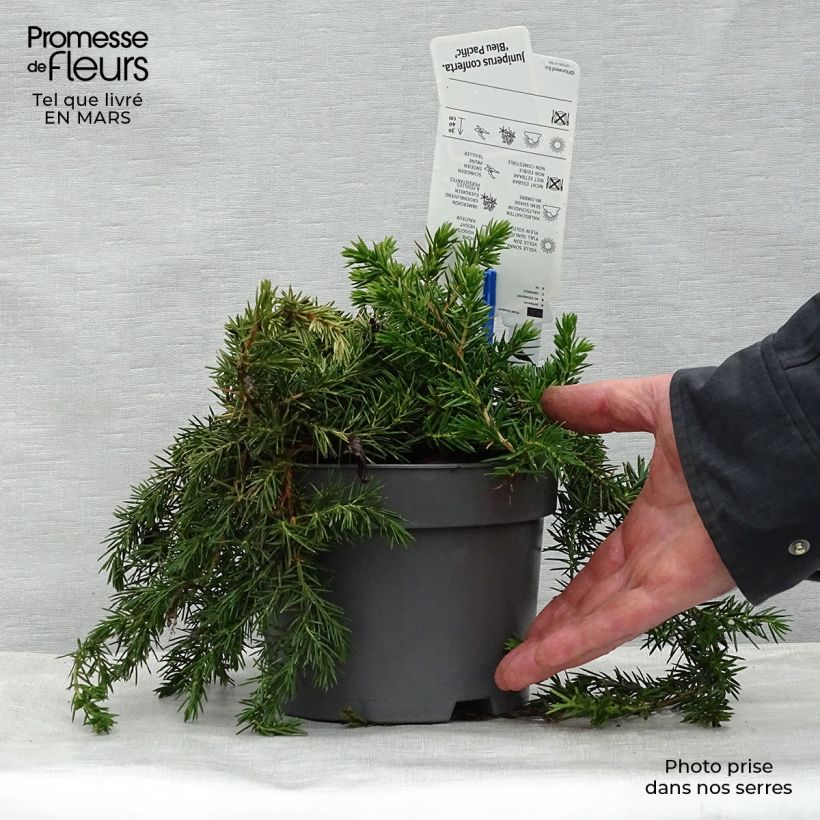 Exemplar von Juniperus conferta Blue Pacific Topf mit 2L/3L wie im Frühjahr geliefert
