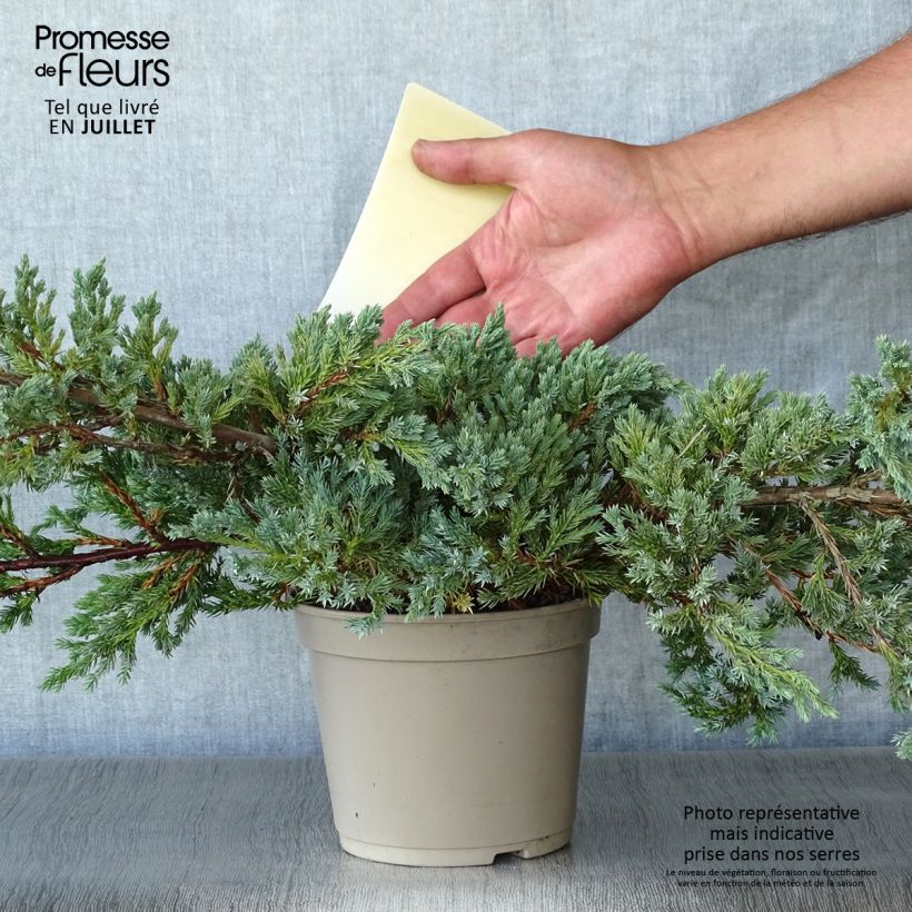 Exemplar von Juniperus squamata Blue Carpet Topf mit 2L/3L wie im Sommer geliefert