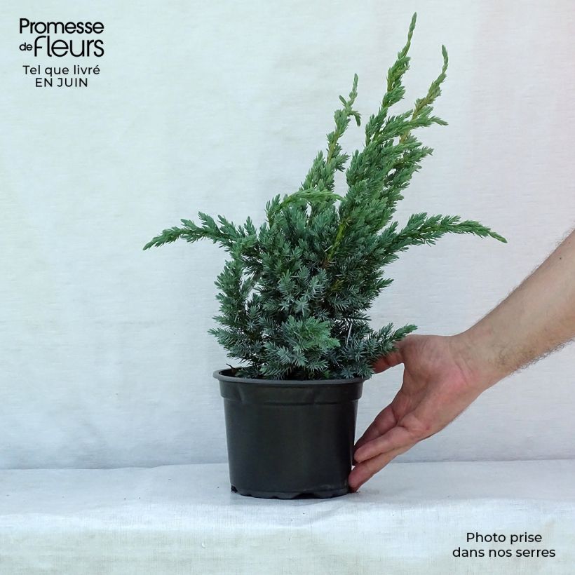 Exemplar von Juniperus squamata Meyeri Topf mit 3L/4L wie im Sommer geliefert
