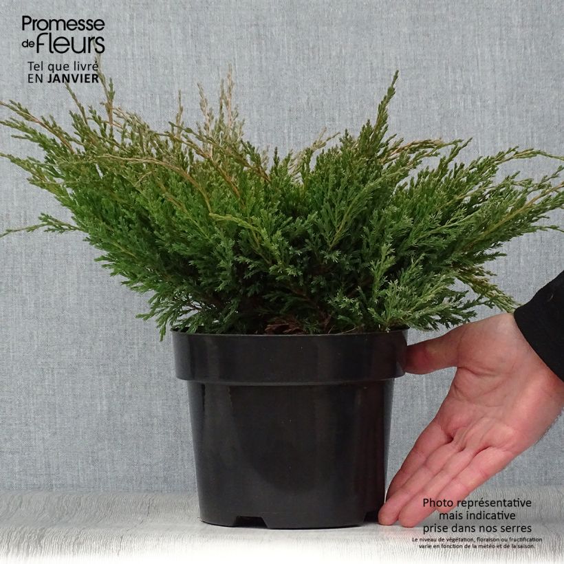 Exemplar von Juniperus horizontalis Andorra Compact Topf mit 2L/3L wie im Winter geliefert