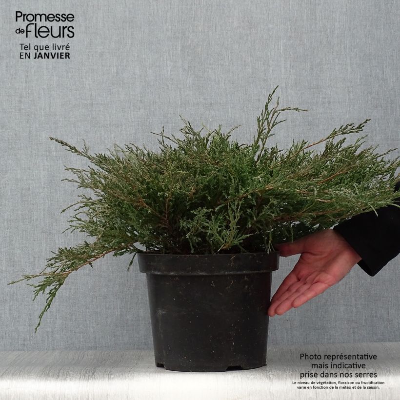 Exemplar von Juniperus horizontalis Andorra Compact Topf mit 7,5L/10L wie im Winter geliefert