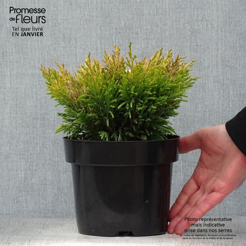 Exemplar von Juniperus horizontalis Limeglow Topf mit 2L/3L wie im Winter geliefert