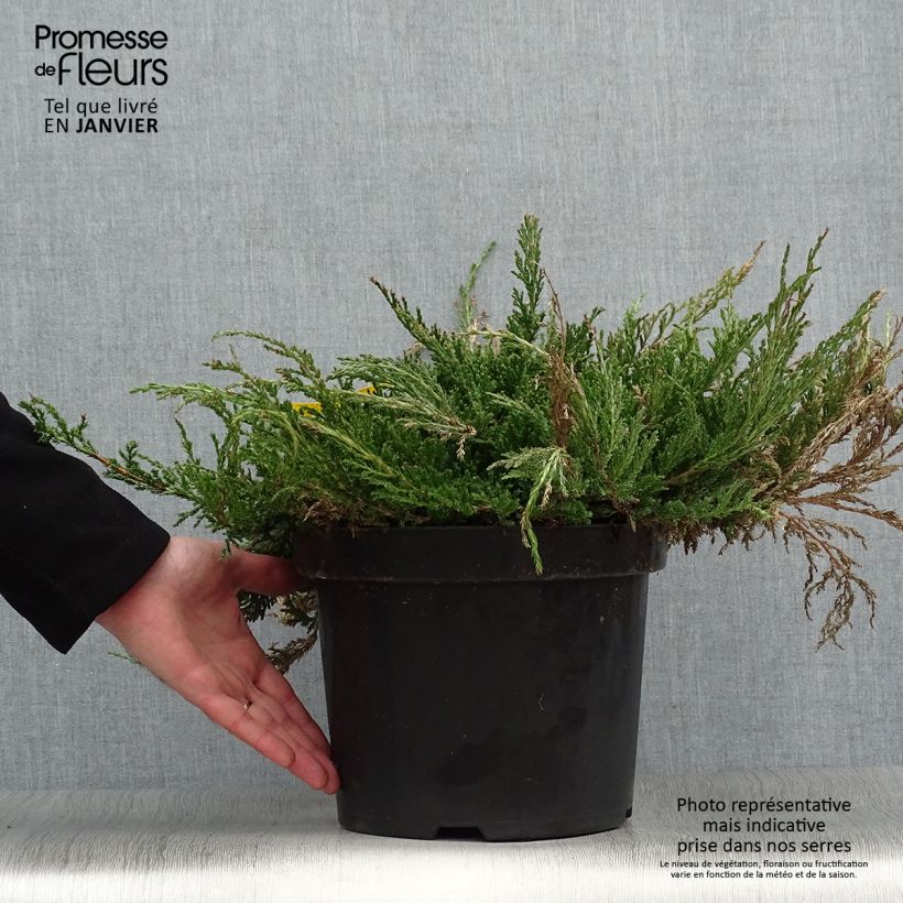 Exemplar von Juniperus horizontalis Prince Of Wales Topf mit 7,5L/10L wie im Winter geliefert