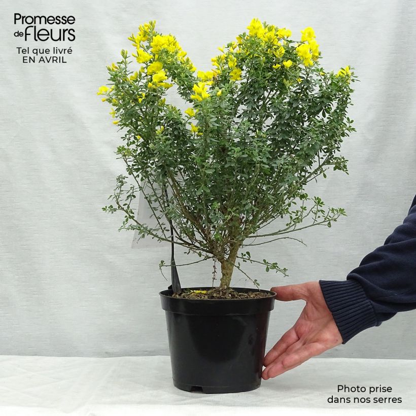 Exemplar von Ginster Porlock - Genista Topf mit 2L/3L wie im Frühjahr geliefert