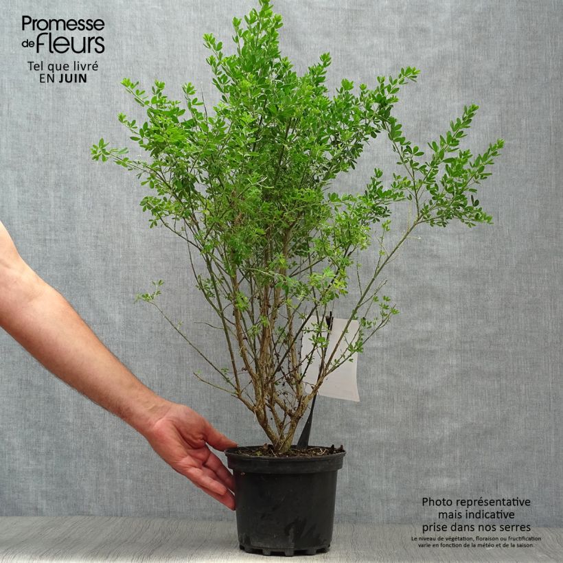 Exemplar von Ginster Porlock - Genista Topf mit 2L/3L wie im Sommer geliefert