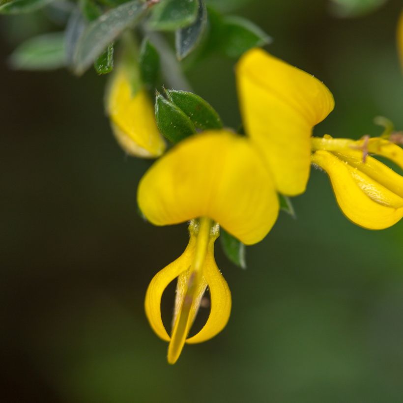 Behaarter Ginster Vancouver Gold - Genista pilosa (Blüte)