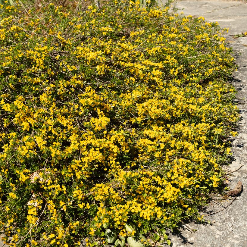 Behaarter Ginster Vancouver Gold - Genista pilosa (Hafen)