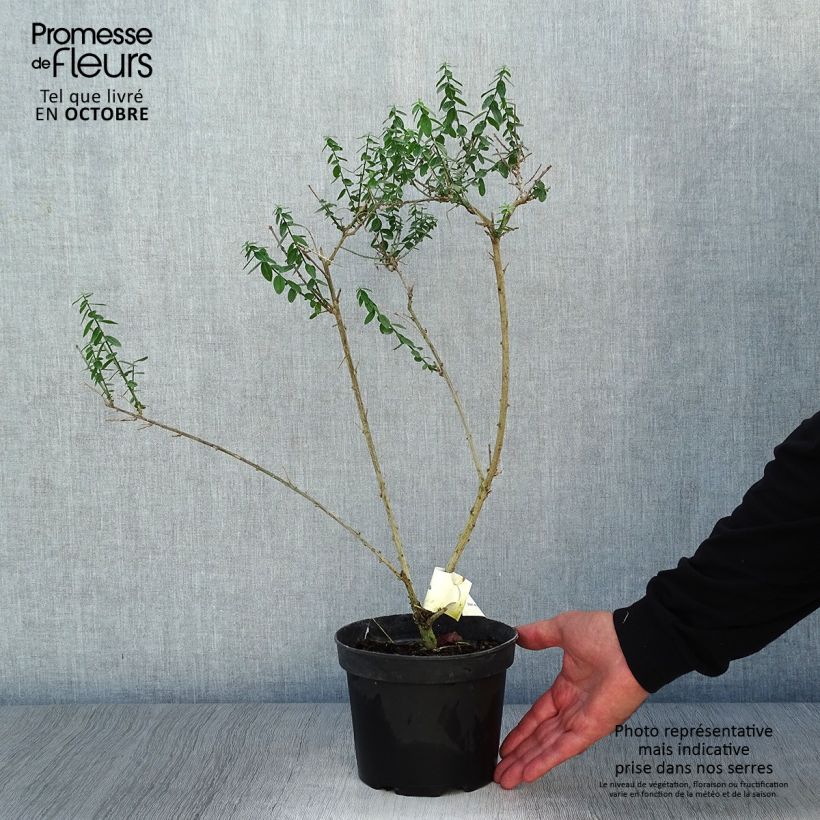 Exemplar von Färber-Ginster Plena - Genista tinctoria Topf mit 2L/3L wie im Herbst geliefert