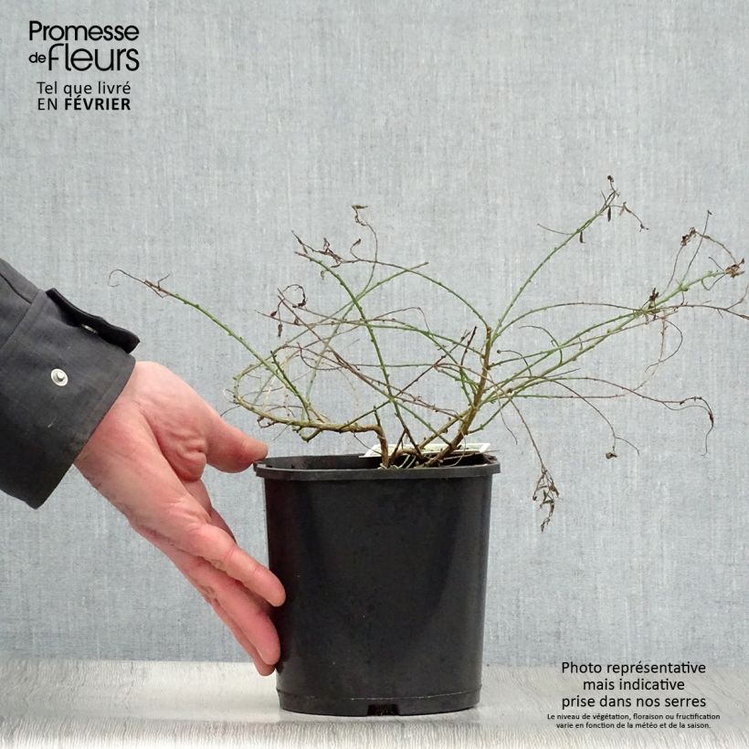 Exemplar von Färber-Ginster Plena - Genista tinctoria Topf mit 2L/3L wie im Winter geliefert