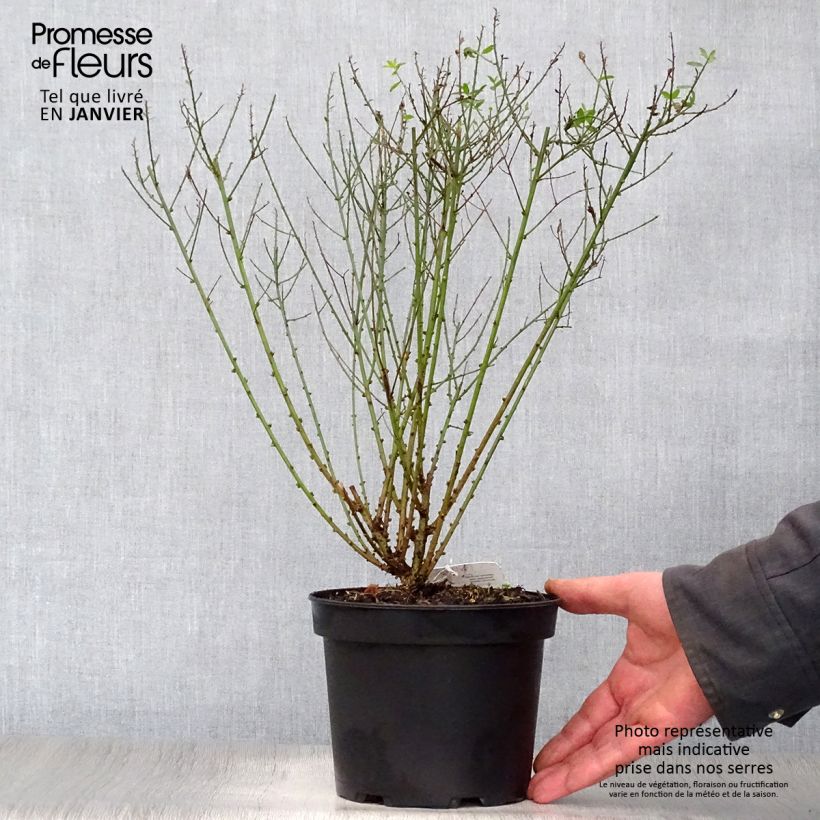 Exemplar von Färber-Ginster Royal Gold - Genista tinctoria Topf mit 2L/3L wie im Winter geliefert