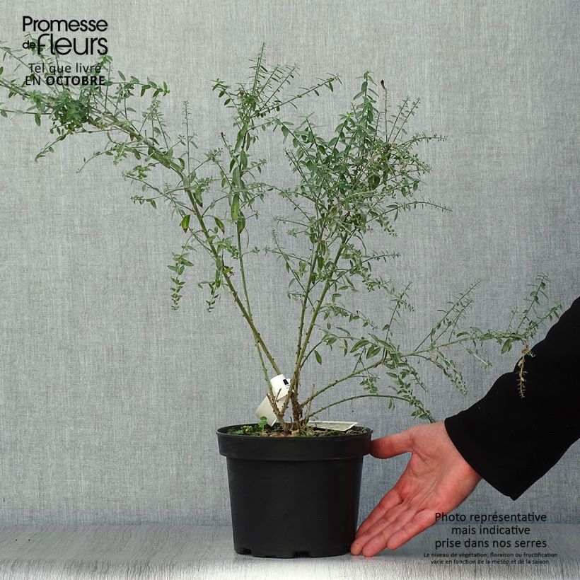 Exemplar von Färber-Ginster Royal Gold - Genista tinctoria Topf mit 2L/3L wie im Herbst geliefert