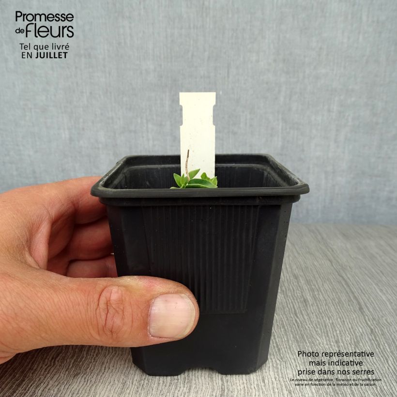 Exemplar von Gentiana True Blue - Enzian Kleine Töpfe von 8/9 cm wie im Sommer geliefert