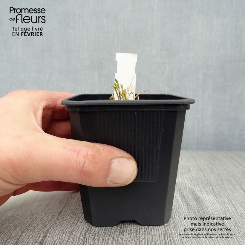 Exemplar von Gentiana makinoi White Magic - Enzian Kleine Töpfe von 8/9 cm wie im Winter geliefert