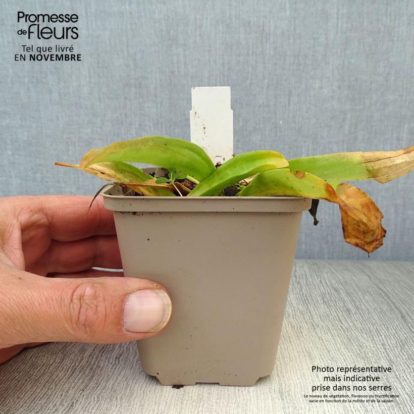 Exemplar von Gentiana cruciata - Kreuz-Enzian Kleine Töpfe von 8/9 cm wie im Herbst geliefert