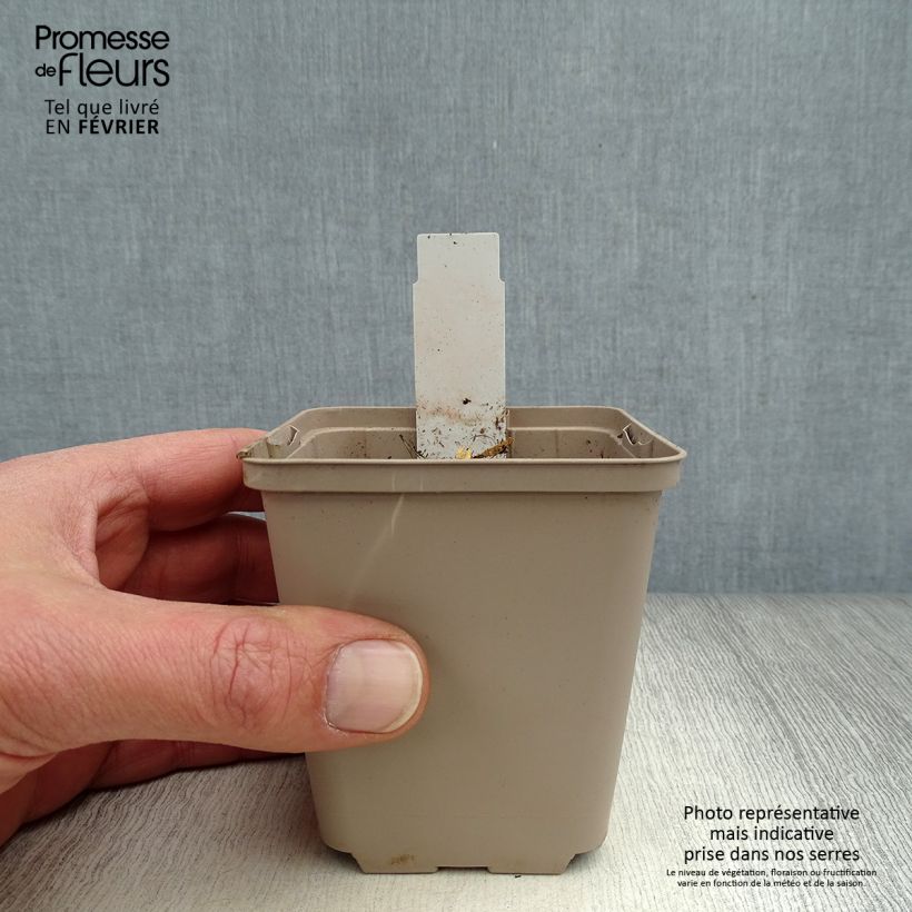 Exemplar&#x20;von&#x20;Gentiana&#x20;cruciata&#x20;-&#x20;Kreuz-Enzian&#x20;Kleine&#x20;T&#xF6;pfe&#x20;von&#x20;8&#x2F;9&#x20;cm&#x20;wie&#x20;im&#x20;Winter&#x20;geliefert