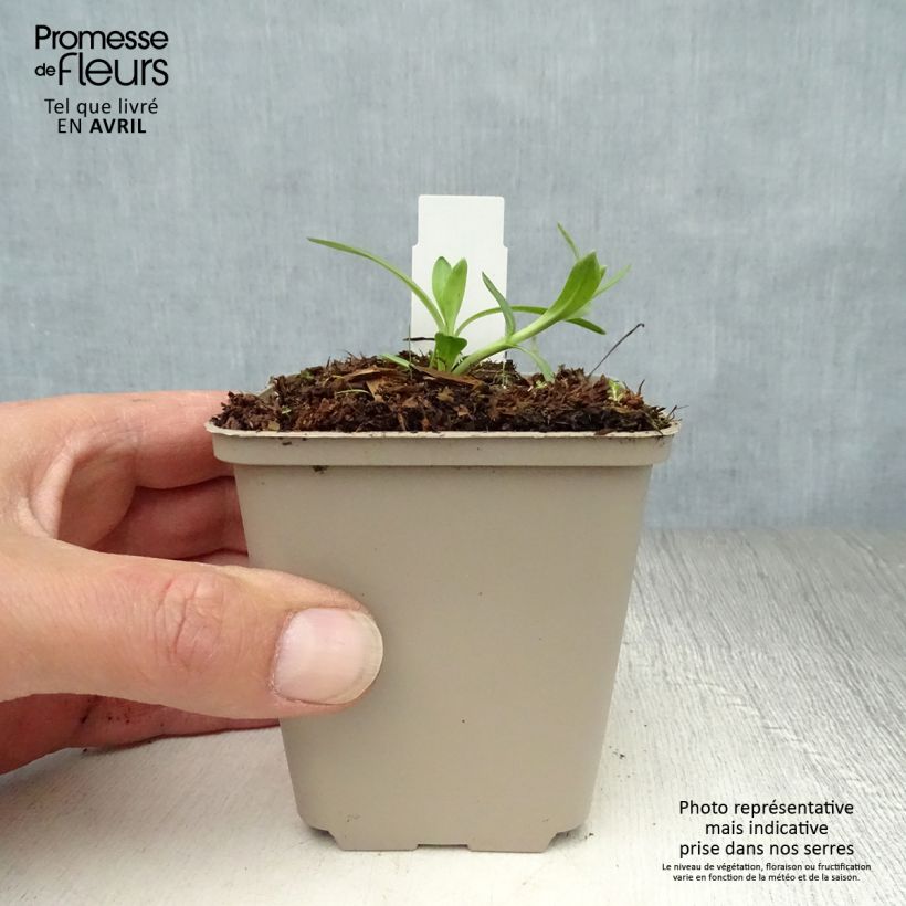 Exemplar von Gentiana cruciata - Kreuz-Enzian Kleine Töpfe von 8/9 cm wie im Frühjahr geliefert