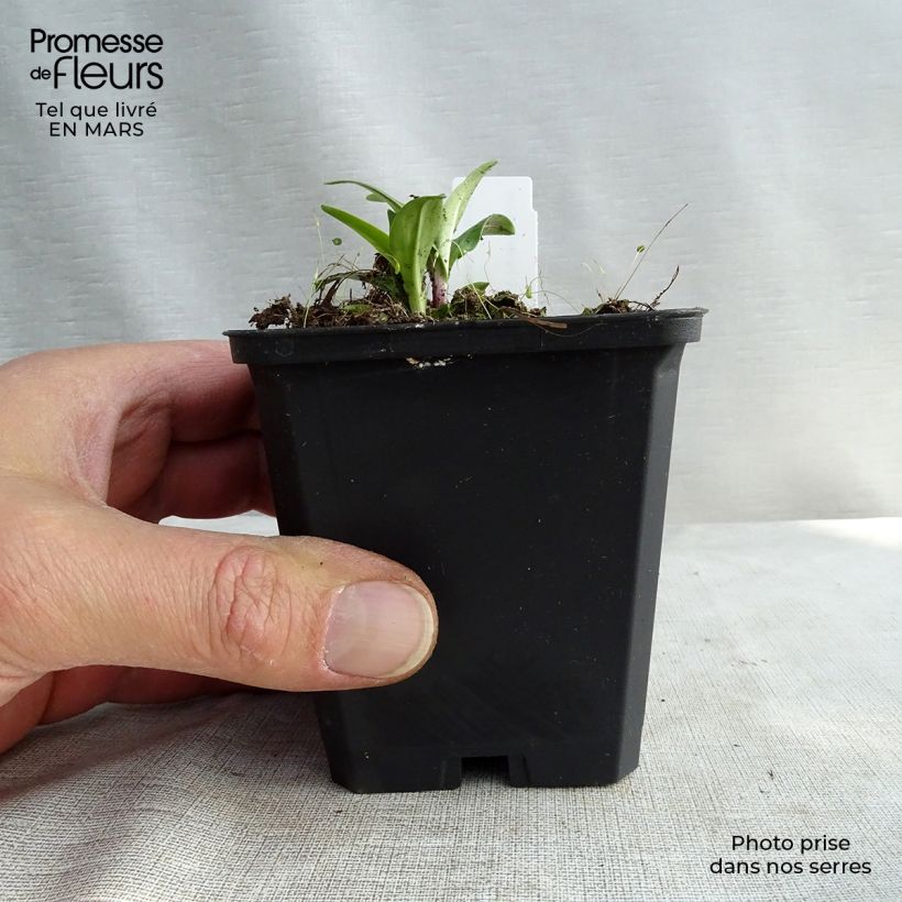 Exemplar von Gentiana lutea - Gelber Enzian Kleine Töpfe von 8/9 cm wie im Winter geliefert