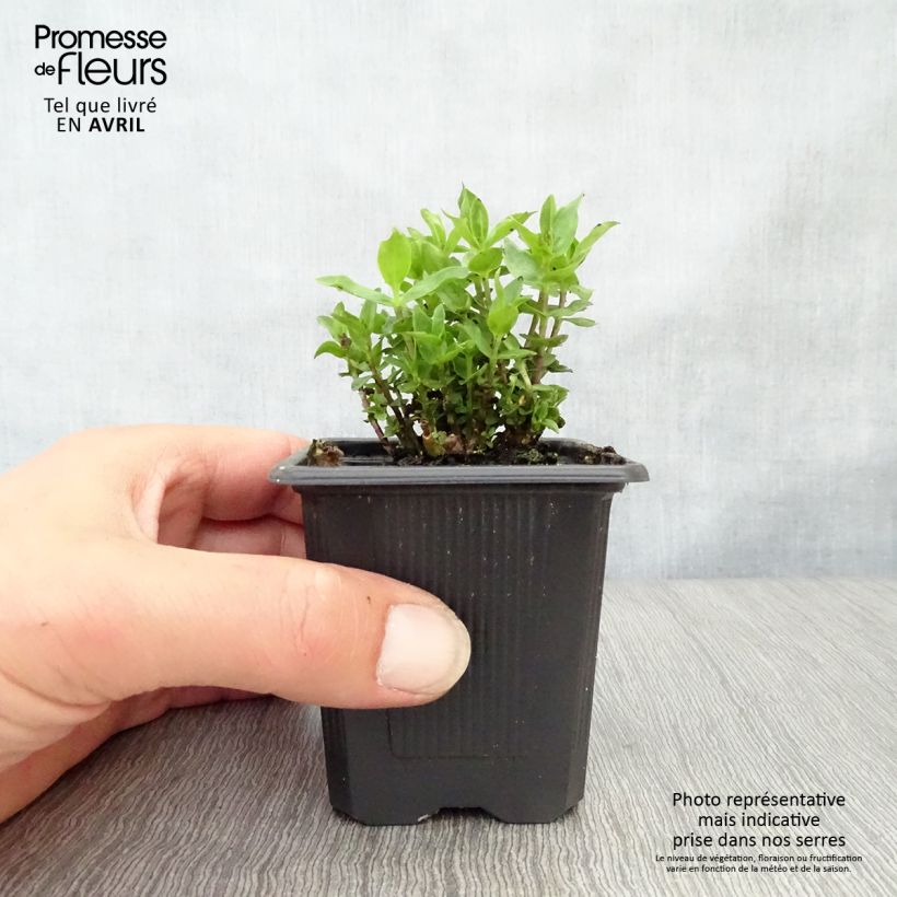 Exemplar von Gentiana hybrida Little Pinkie - Enzian Kleine Töpfe von 8/9 cm wie im Frühjahr geliefert