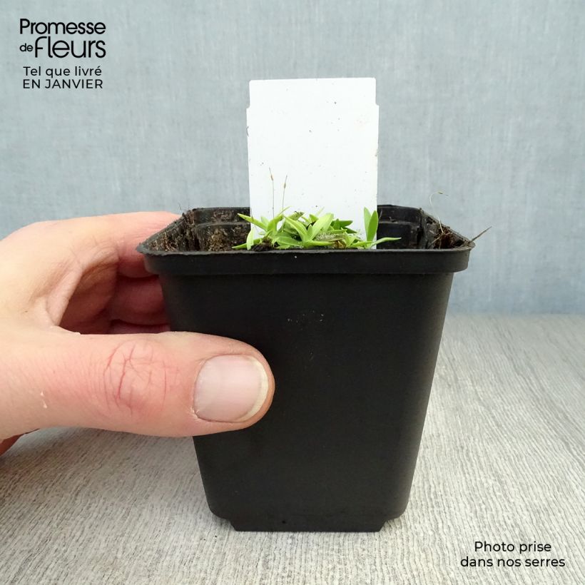 Exemplar von Gentiana acaulis - Kochscher Enzian Kleine Töpfe von 8/9 cm wie im Winter geliefert