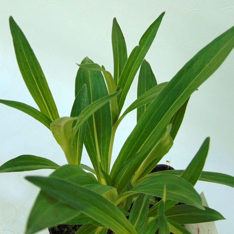 Gentiana dahurica - Dahurischer Enzian (Laub)