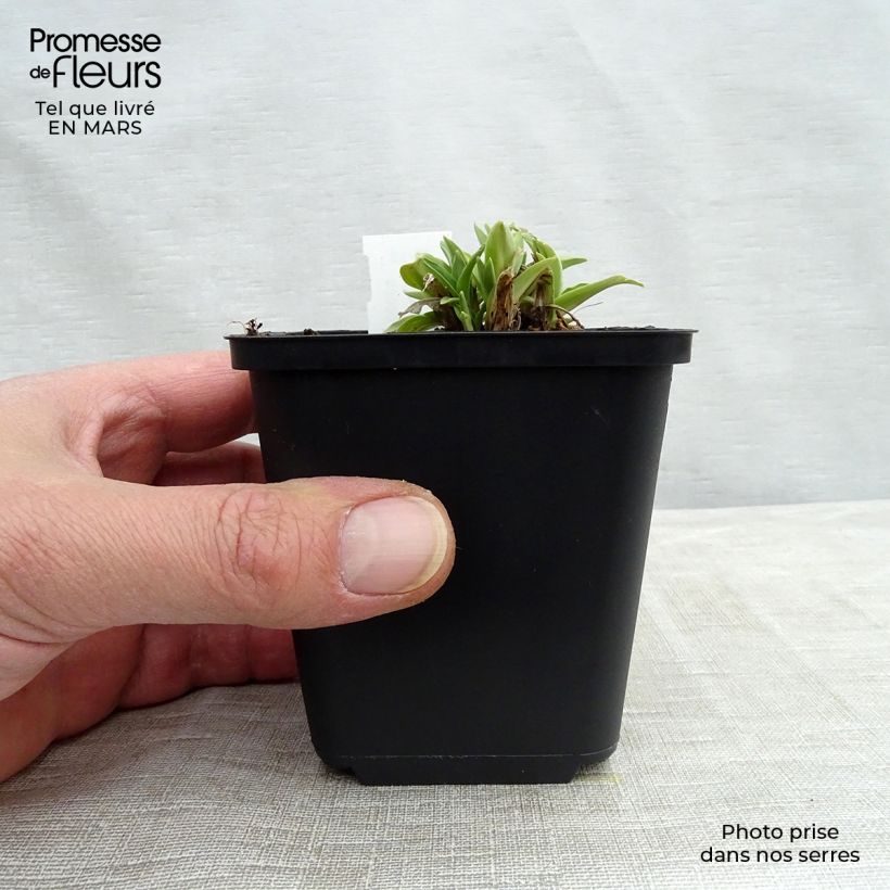 Exemplar von Gentiana dahurica - Dahurischer Enzian Kleine Töpfe von 8/9 cm wie im Winter geliefert