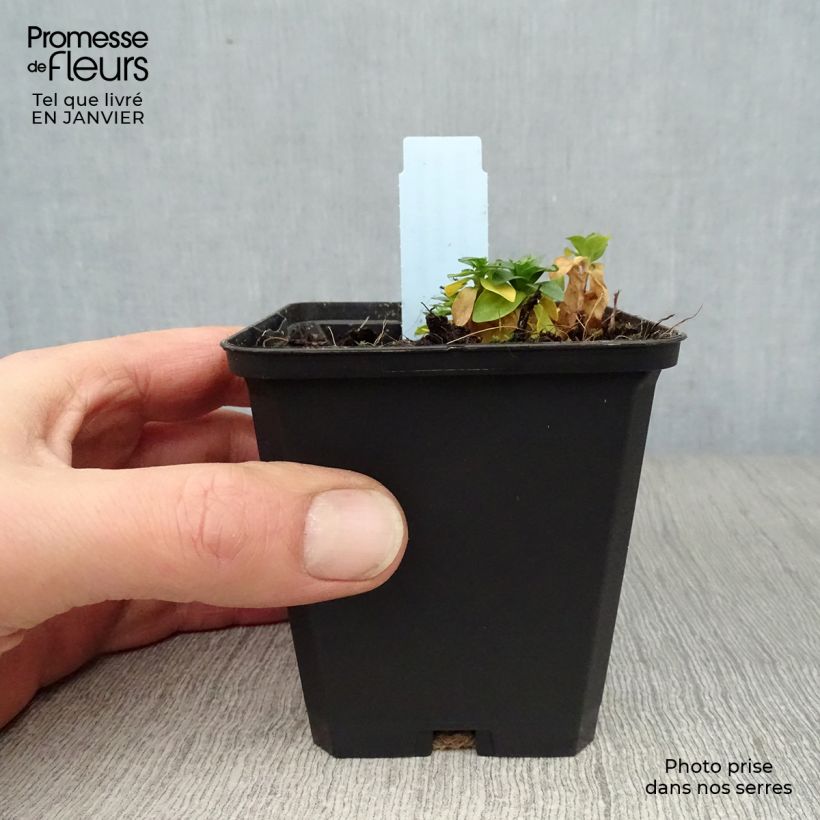 Exemplar von Gentiana septemfida var. lagodechiana - Kaukasus-Enzian Kleine Töpfe von 8/9 cm wie im Winter geliefert