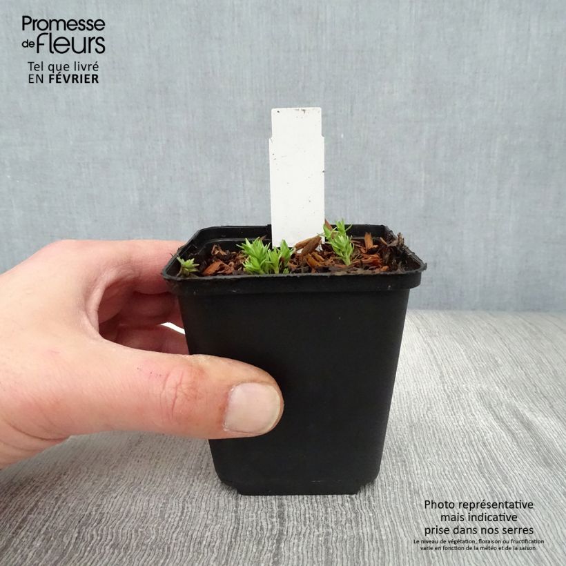 Exemplar von Gentiana sino-ornata - Stängelloser Enzian Kleine Töpfe von 8/9 cm wie im Winter geliefert