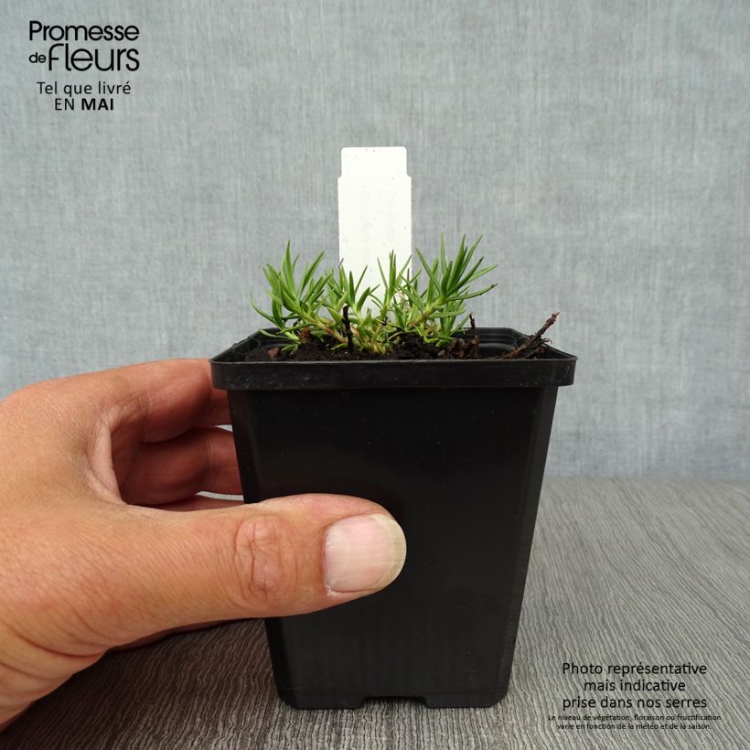 Exemplar von Gentiana sino-ornata - Stängelloser Enzian Kleine Töpfe von 8/9 cm wie im Frühjahr geliefert