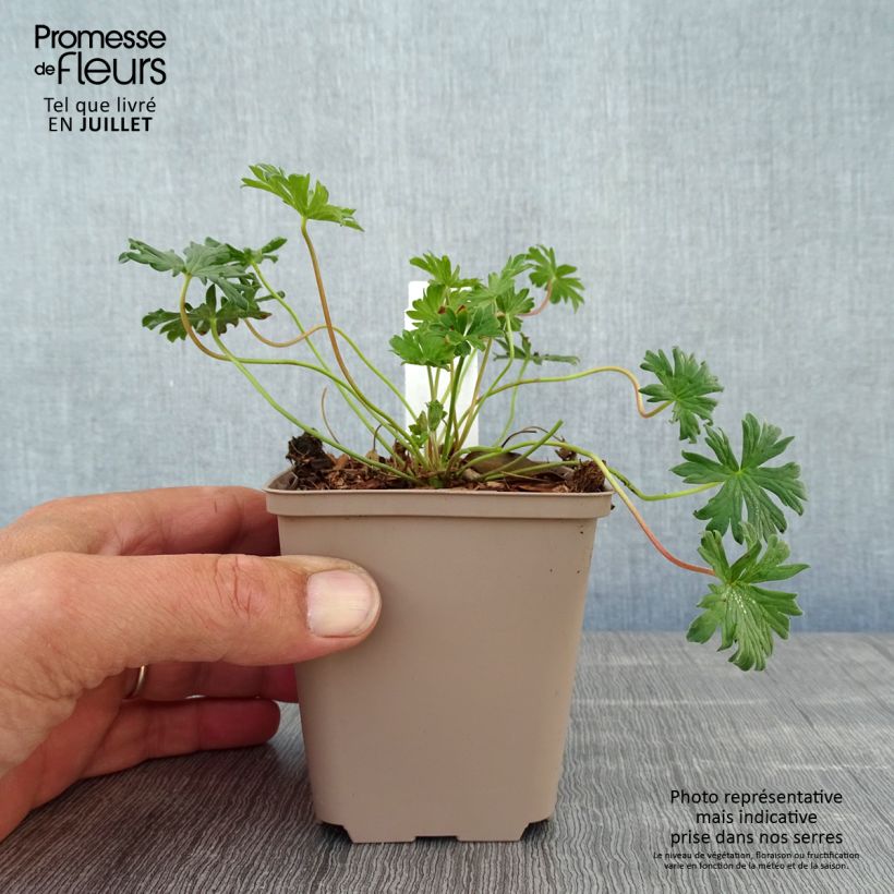 Exemplar von Geranium cinereum Carol - Aschgrauer Storchschnabel Kleine Töpfe von 8/9 cm wie im Sommer geliefert