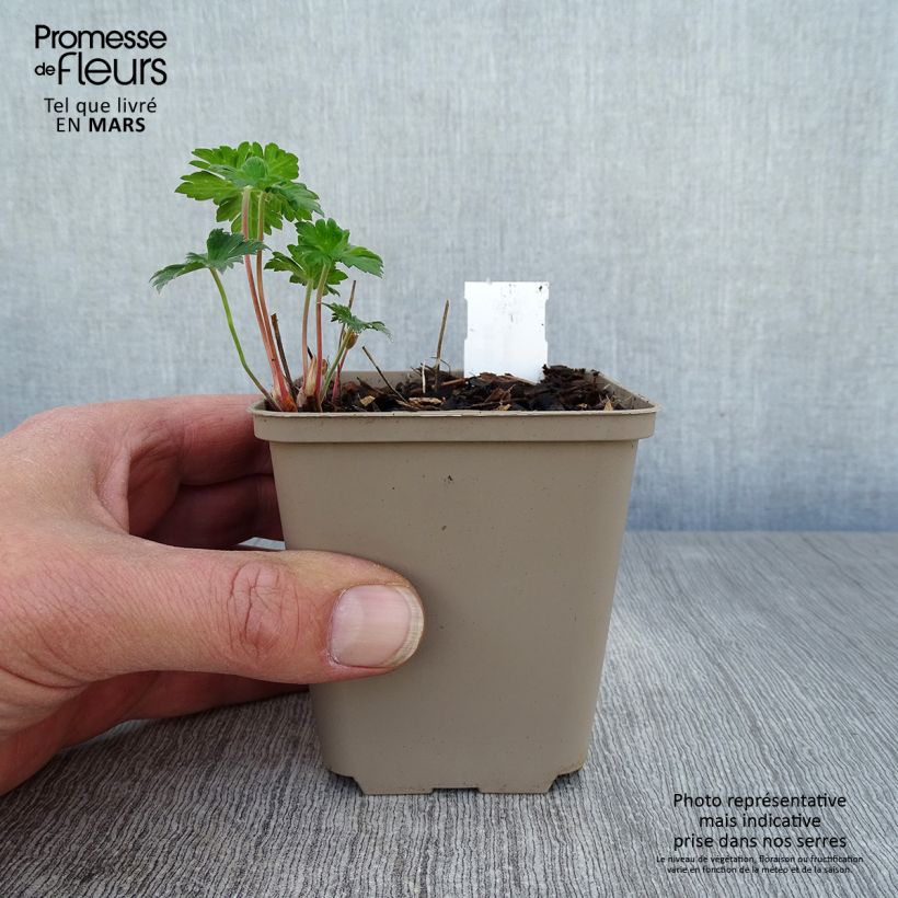 Exemplar von Geranium himalayense Irish Blue Kleine Töpfe von 8/9 cm wie im Frühjahr geliefert