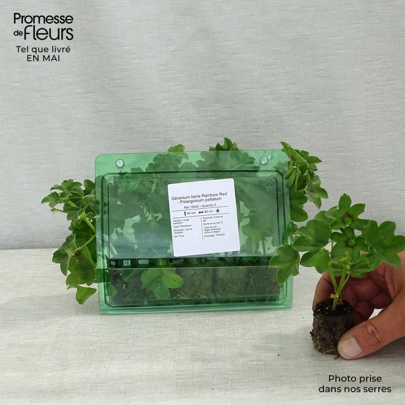 Exemplar von Hängegeranie Rainbow Red - Pelargonium Mini-Plug Ø 3/4 cm wie im Frühjahr geliefert