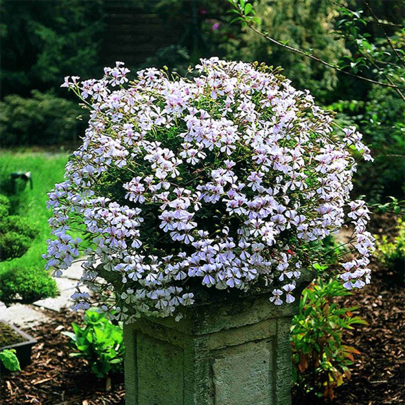 Hängegeranie Ville de Dresden - Pelargonium (Hafen)
