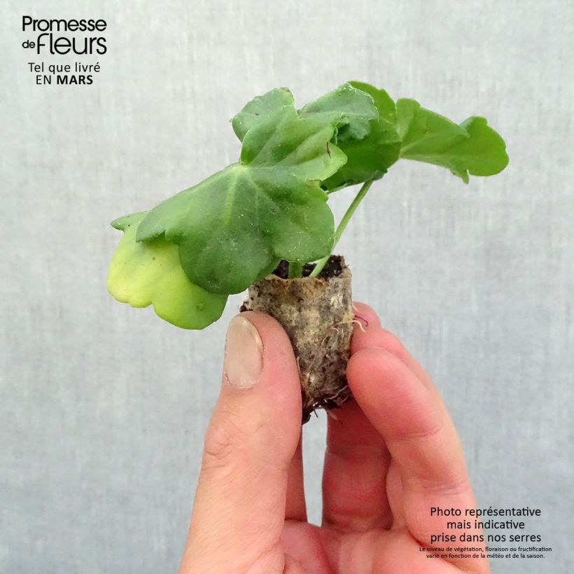 Exemplar von Hängegeranie Amelit - Pelargonium Mini-Plug Ø 3/4 cm wie im Frühjahr geliefert